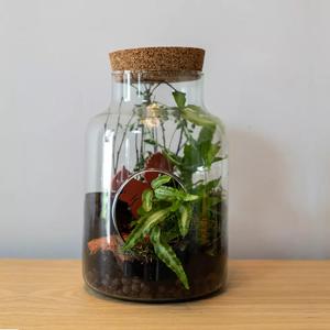 Plantes d'intérieur Terrarium Sherwood - le Jardin des Fleurs