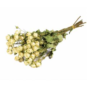 Rose branchue séchée blanche (10 tiges)