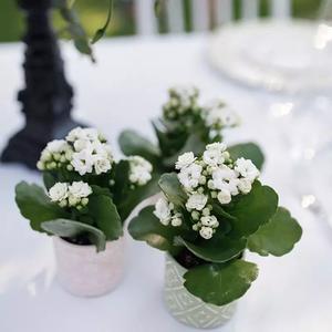 Cadeaux d'invités Romantique Mariage - Le Jardin des Fleurs