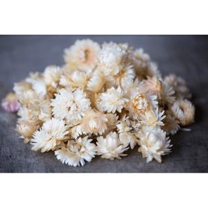 Têtes d'hélichrysum séché blanc (50gr.)