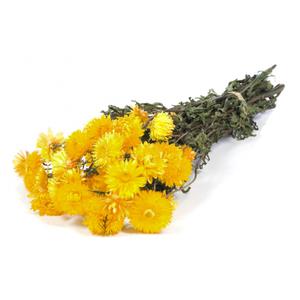 Hélichrysum séché jaune (env 100g)