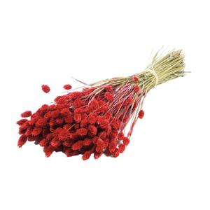Phalaris séché rouge (200gr)