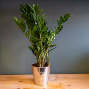 Zamioculcas | Pot 17 cm | Décoration intérieure fleurie | Facile d'entretien | Le Jardin des Fleurs | En magasin ou en livraison