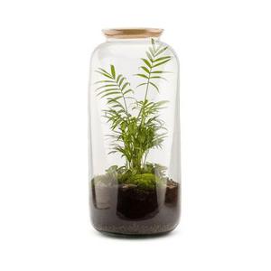 Kit terrarium plantes bonbonne l (23 x 51 cm)