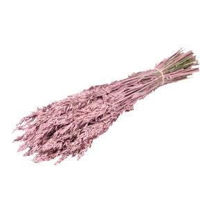 Avoine séchée vieux rose (botte de 100gr)