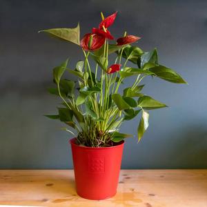Anthurium rouge | Pot 17cm | Chez votre Fleuriste | Fleurs à offrir pour anniversaire, cadeau, fête, mariage, naissance
