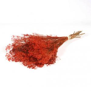 Broom Bloom séché rouge/orangé (100gr)