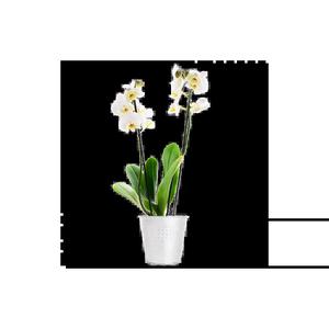 Orchidée blanche | Pot 12 cm | cadeau à offrir pour anniversaire, fête, mariage, naissance | Livraison ou retrait chez votre fleuriste