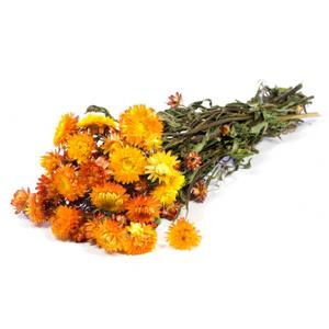 Hélichrysum séché orange (env 100g)