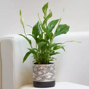 Spathiphyllum - Plante exotique en pot - Le Jardin des Fleurs