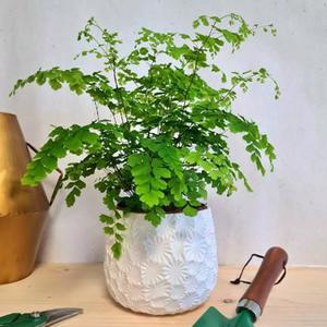 Adianthum et son cache pot - Fleurs de balcon - Le Jardin des Fleurs