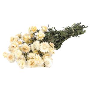 Hélichrysum séché blanc (env 100g)